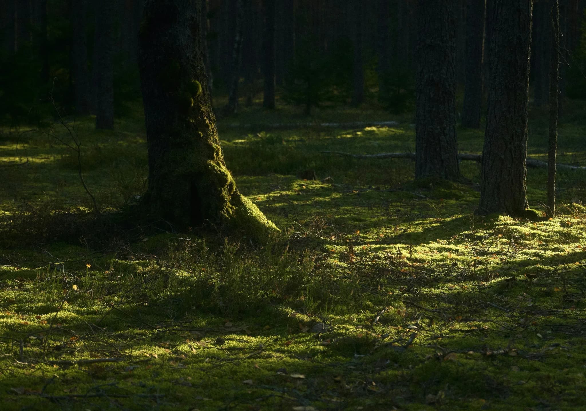Sonnendurchfluteter Waldboden mit Moos zwischen schlanken Baumstämmen