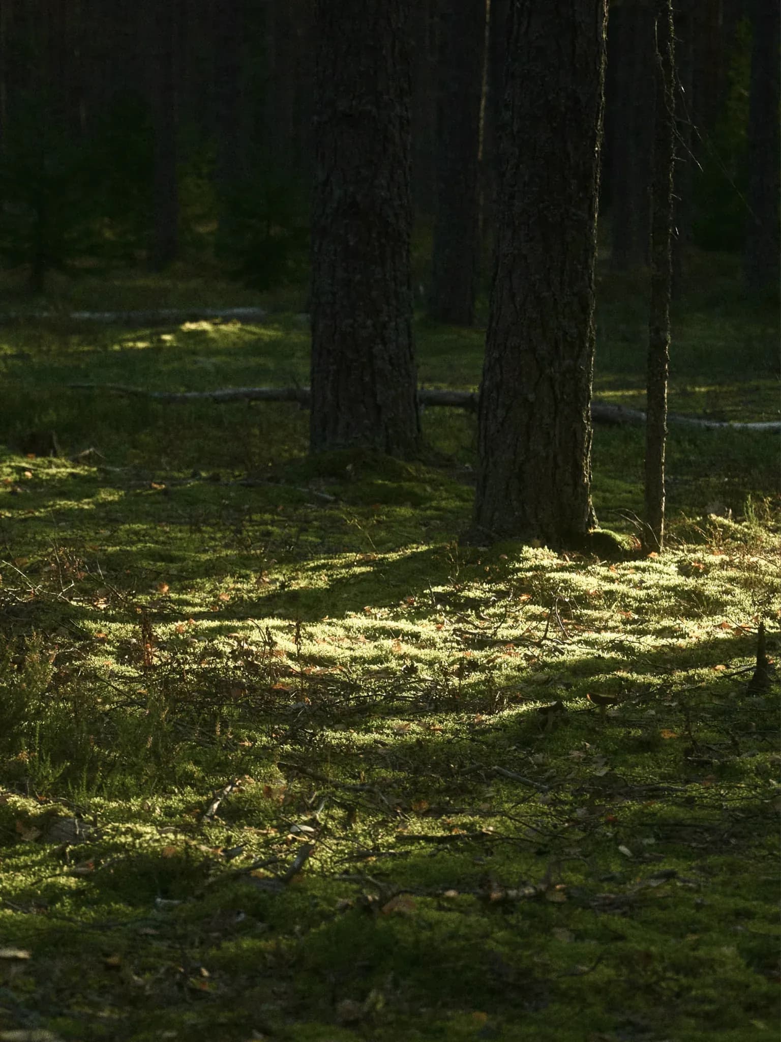 Sonnenflecken fallen durch die Baumkronen auf bemoosten Waldboden.