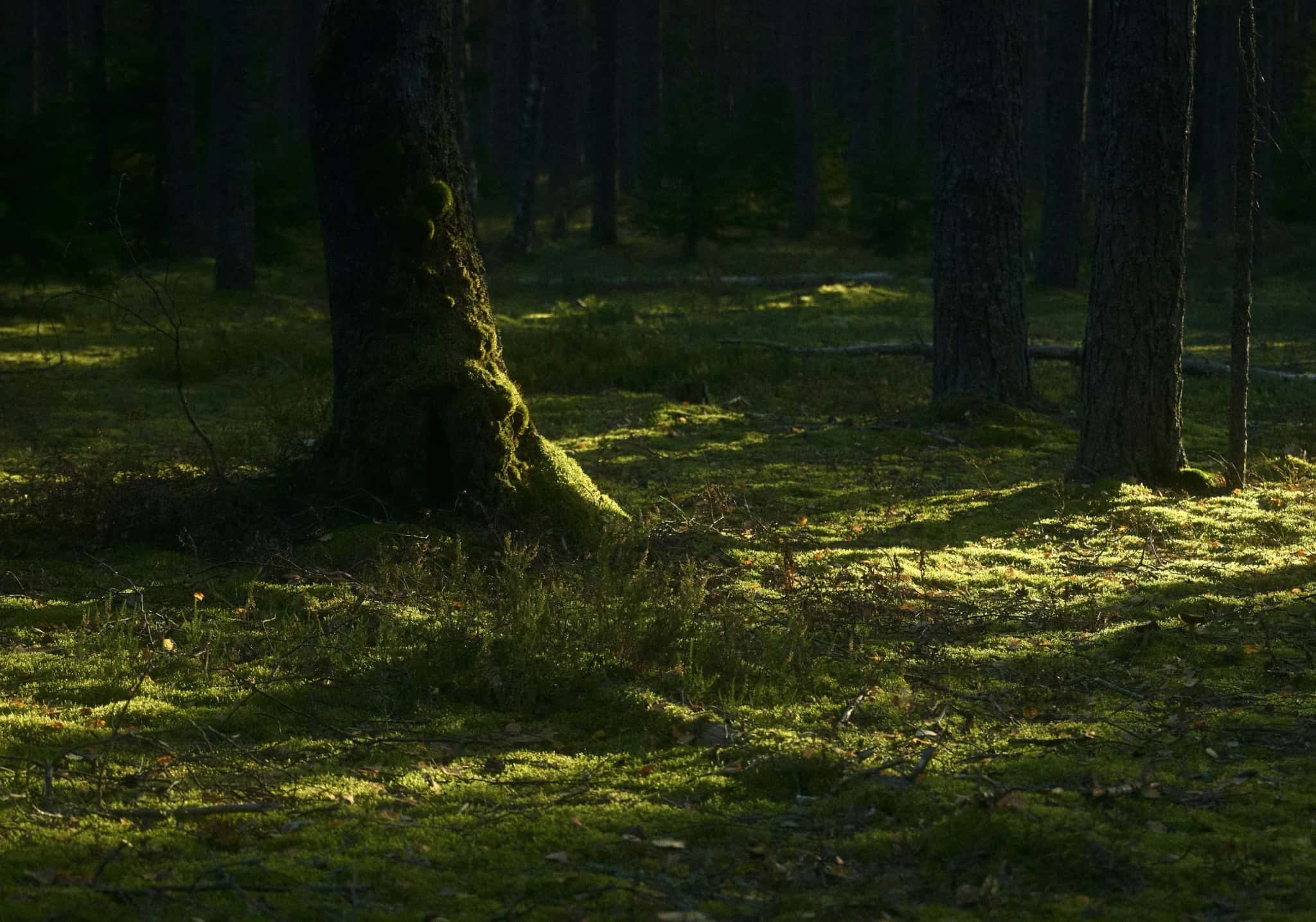 Sonnendurchfluteter Waldboden mit Moos zwischen schlanken Baumstämmen