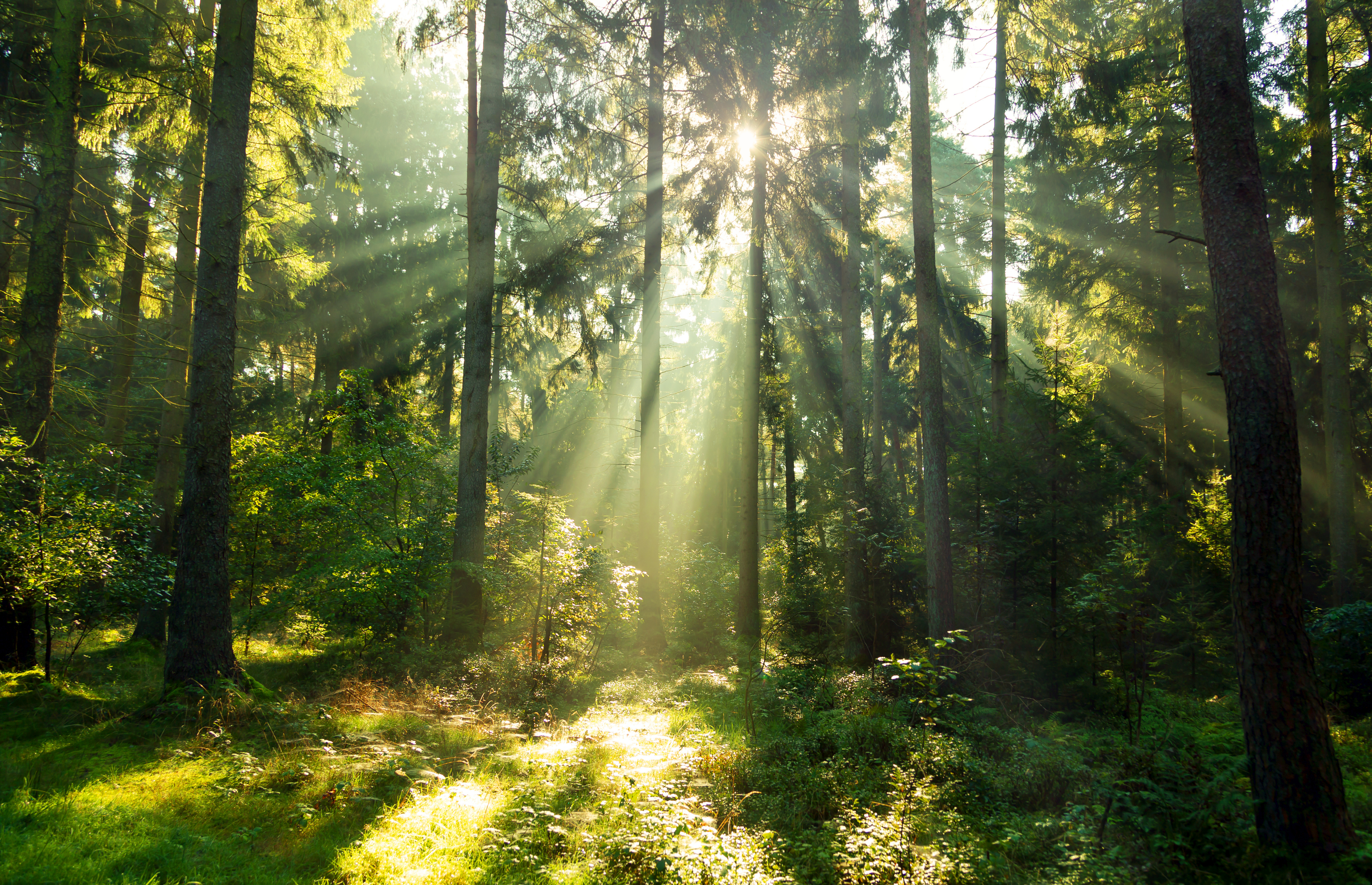 Wald_Fotolia 22.12.2020.jpg