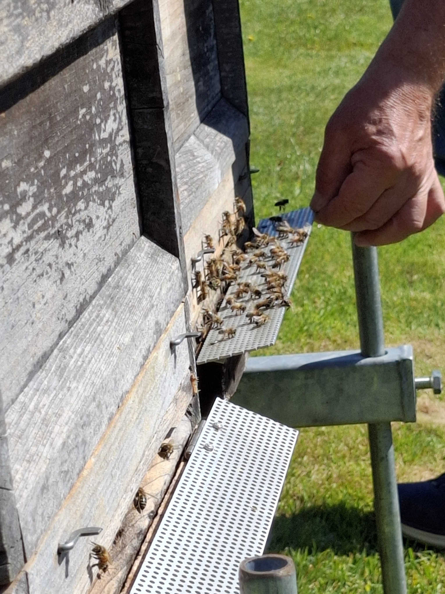 Bienen